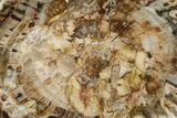 Beautiful Petrified Wood (Araucaria) Slab - Madagascar #361487-1